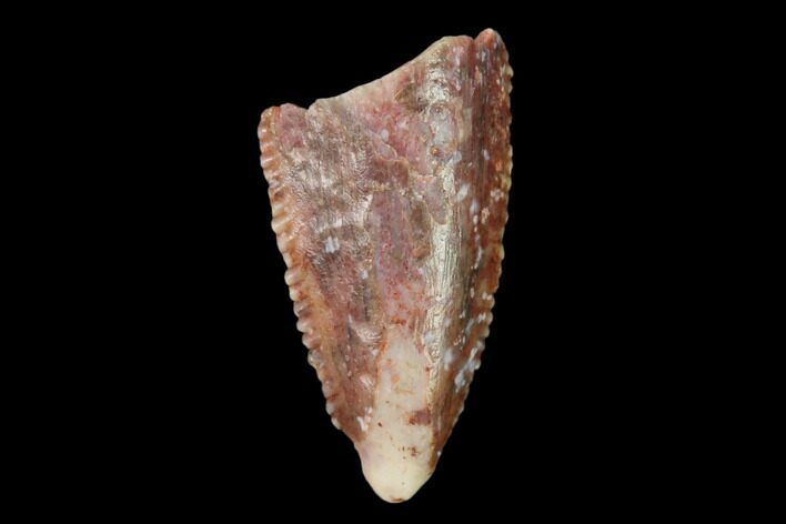 Bargain, Raptor Tooth - Real Dinosaur Tooth #158930
